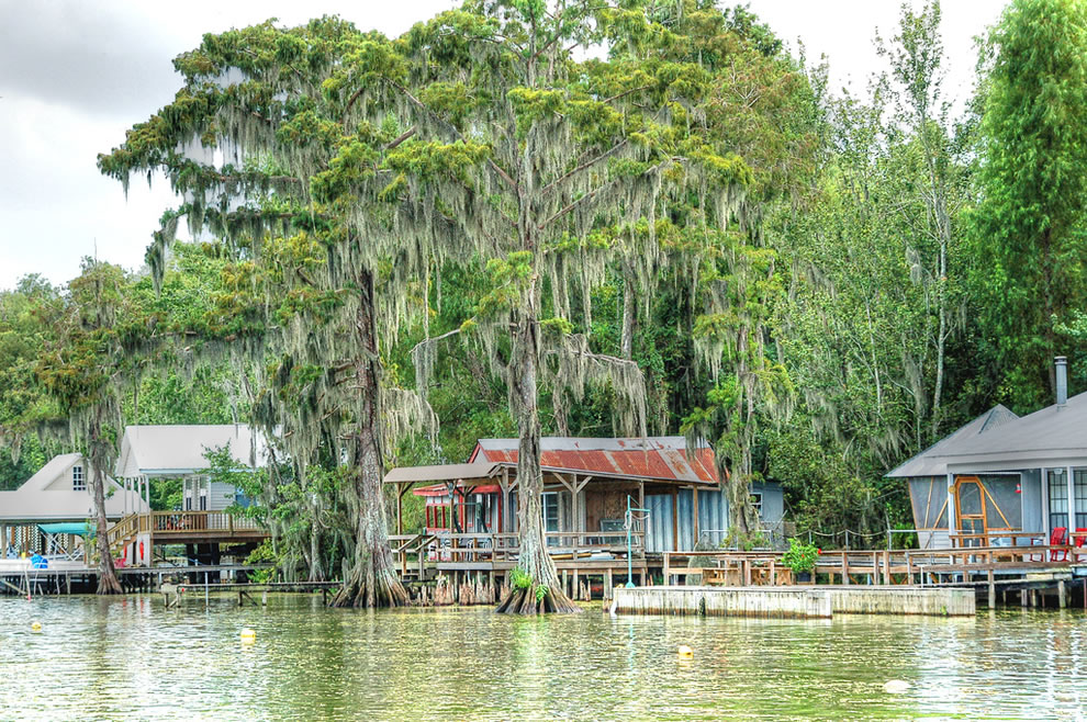 photo of swampy trees